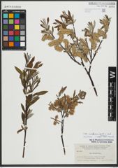 Foto von Salix scouleriana Barratt ex Hook.